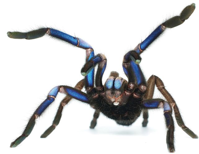 Amazing new species of Tarantula shines like an electric-blue jewel