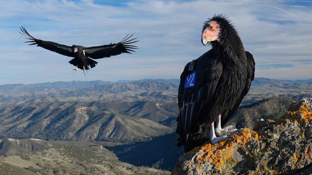 California condors were spotted in some Contra Costa counties