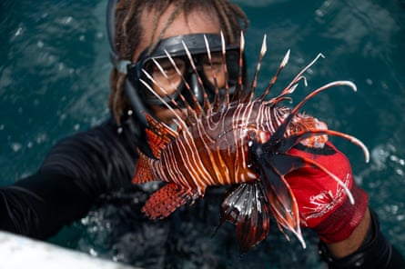 Off the reef and on the menu: Caribbean fishermen wage war on invasive lionfish