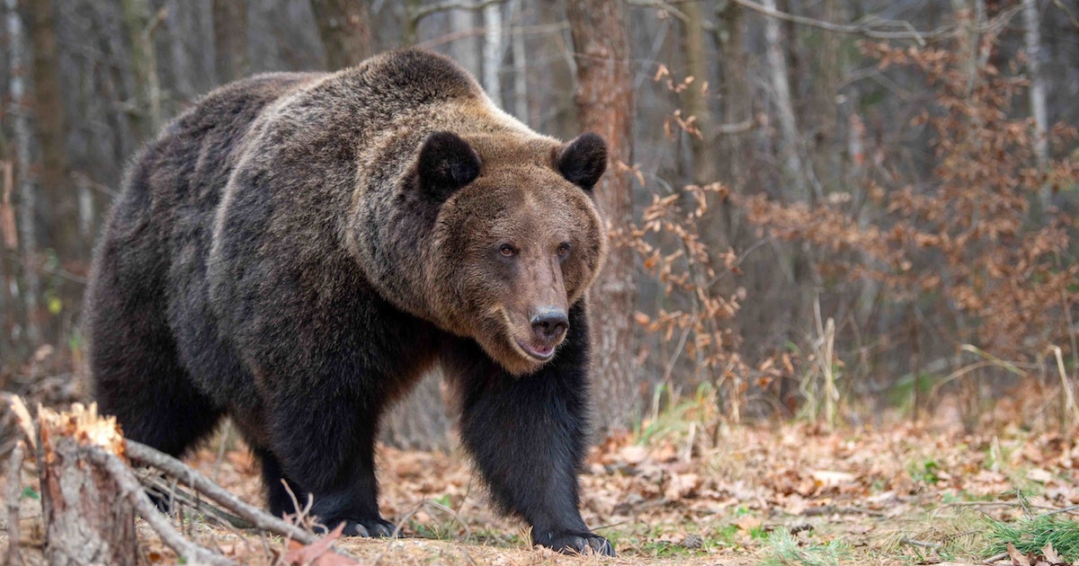 The frightened woman says the Grizzly was so close I could feel its heartbeat